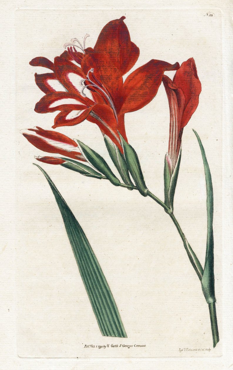 Glaieul cardinal - Litografi av James Sowerby (1757-1822), fra Botanical Magazine av William Curtis (1746-1799) av James Sowerby