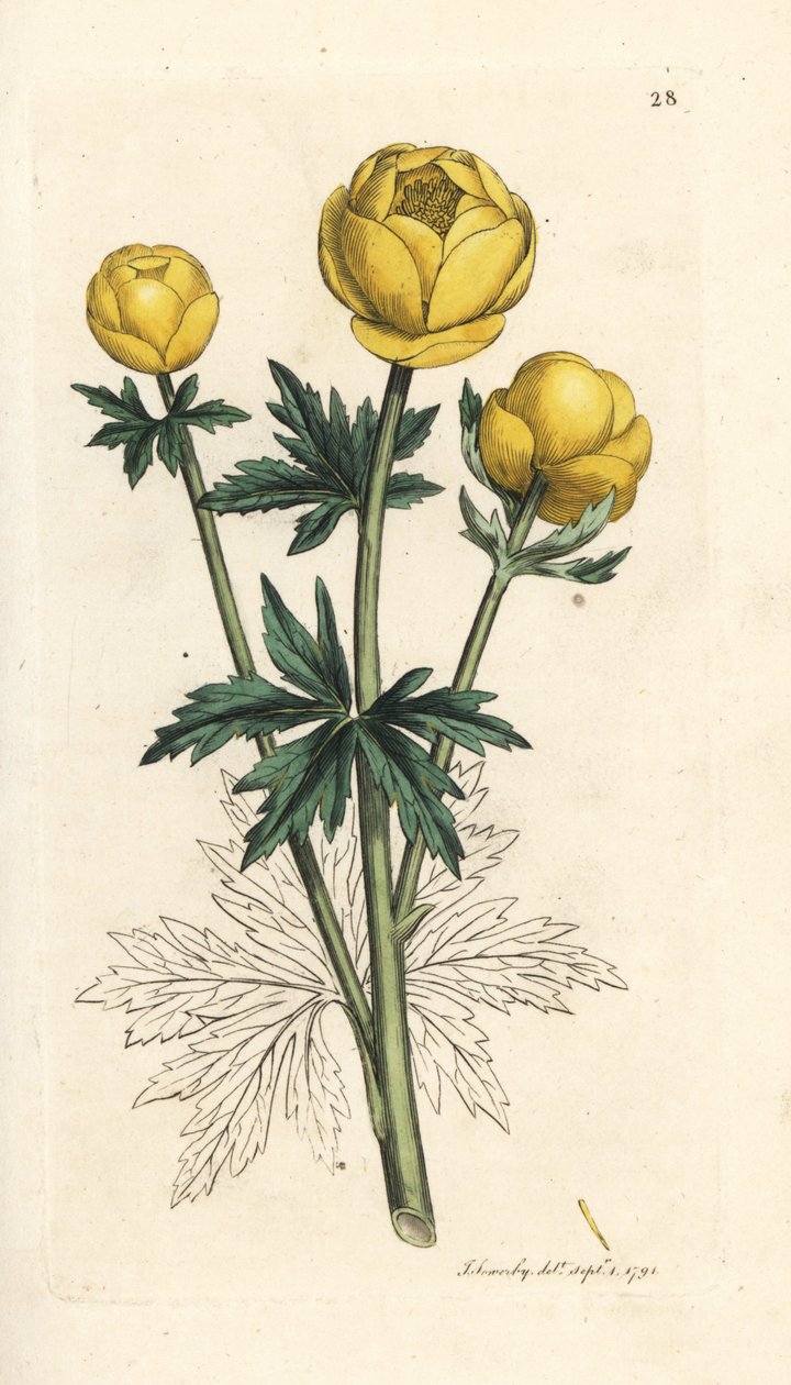 Klodeblomst, Trollius europaeus. Håndfarget kobberstikk etter en illustrasjon av James Sowerby fra James Smith's English Botany, London av James Sowerby