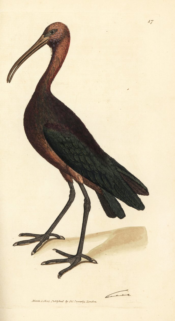 Blank ibis, Plegadis falcinellus (Bay ibis, Tantalus falcinellus). Håndfarget kobberstikk av James Sowerby fra The British Miscellany, eller fargede figurer av nye, sjeldne eller lite kjente dyreemner. av James Sowerby