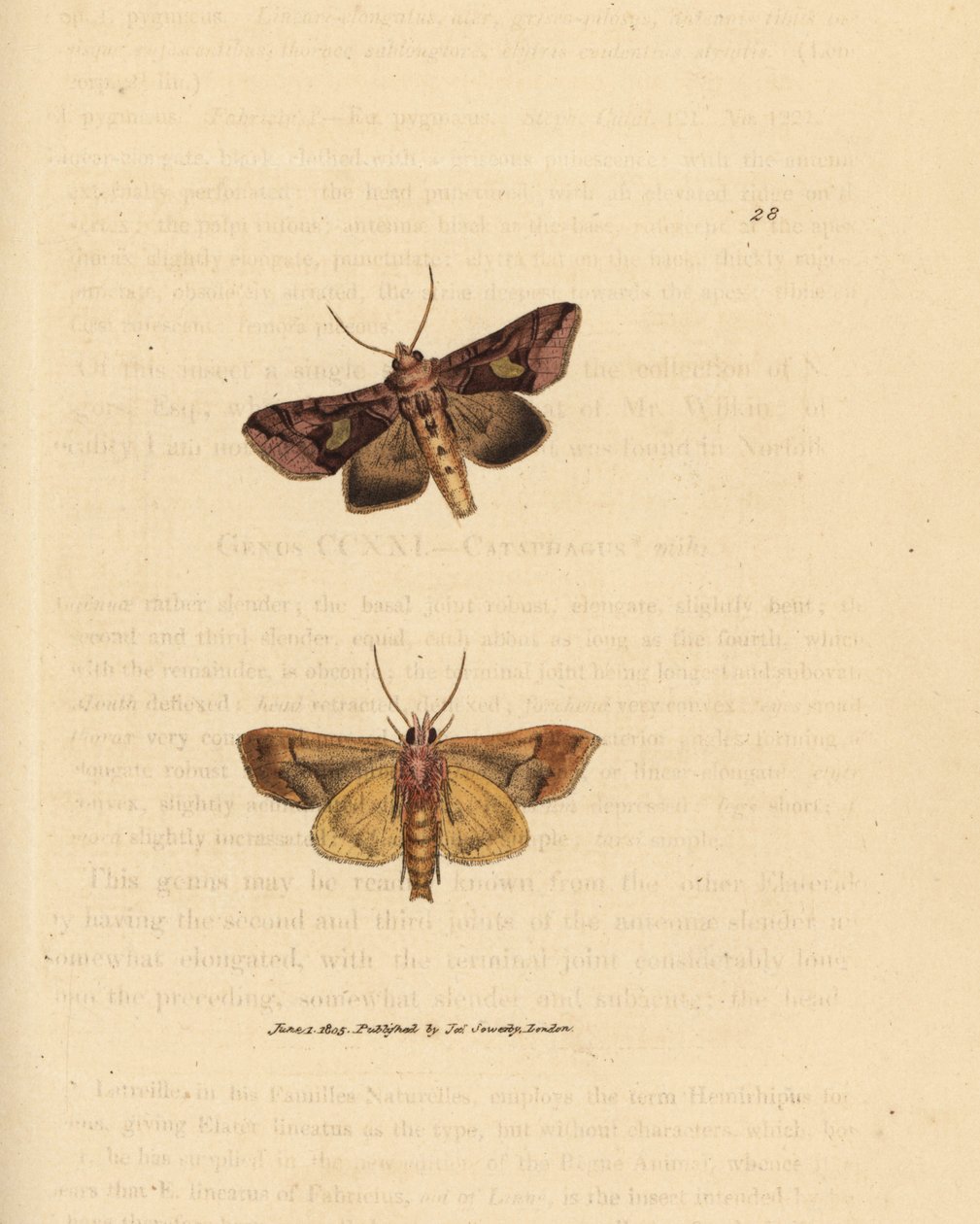 Gull-spangle-møll, Autographa bractea (Phalaena Noctua bractea). Håndfarget kobberstikk av James Sowerby fra The British Miscellany, eller fargede figurer av nye, sjeldne eller lite kjente dyreemner. av James Sowerby