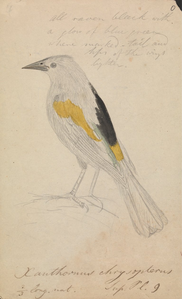Gullvinget Cacique av James Sowerby