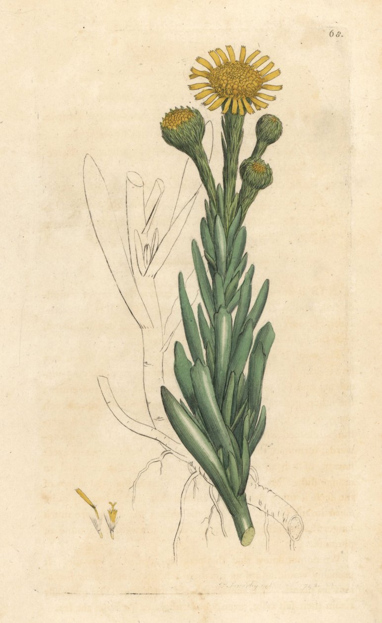 Golden samphire, Limbarda crithmoides (Samphire-leaved fleabane, Inula crithmoides) Håndfarget kobberstikk etter en illustrasjon av James Sowerby fra James Smith's English Botany, London av James Sowerby