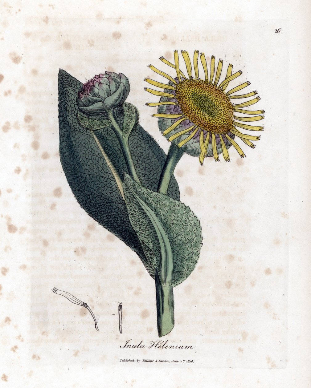 Grande Aunee - Elecampane, Inula helenium. Håndfarget kobberstikk fra en botanisk illustrasjon av James Sowerby fra William Woodville og Sir William Jackson Hookers "" Medical Botany,"" John Bohn, London av James Sowerby