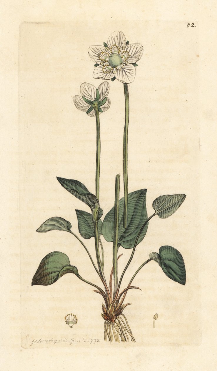 Grassy of Parnassus, Parnassia palustris Håndfarget kobberstikk etter en illustrasjon av James Sowerby fra James Smith's English Botany, London av James Sowerby