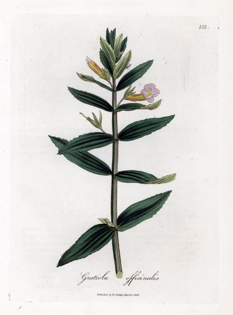 Gratiole officinale - Hekk-isop, Gratiola officinalis. Håndfarget kobberstikk fra en botanisk illustrasjon av James Sowerby fra William Woodville og Sir William Jackson Hookers "" Medical Botany,"" John Bohn, London av James Sowerby