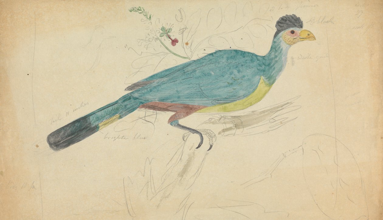 Flott blå turaco av James Sowerby