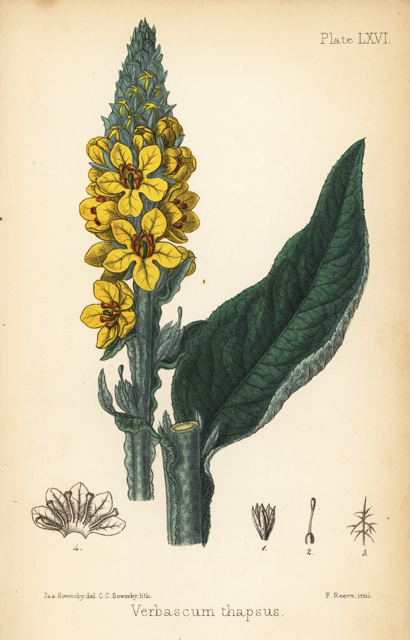 Stor mullein, Verbasum thapsus. Håndfarget litografi av Charlotte Caroline Sowerby etter en illustrasjon av James Sowerby fra Edward Hamiltons Flora Homeopathica, Bailliere, London av James Sowerby