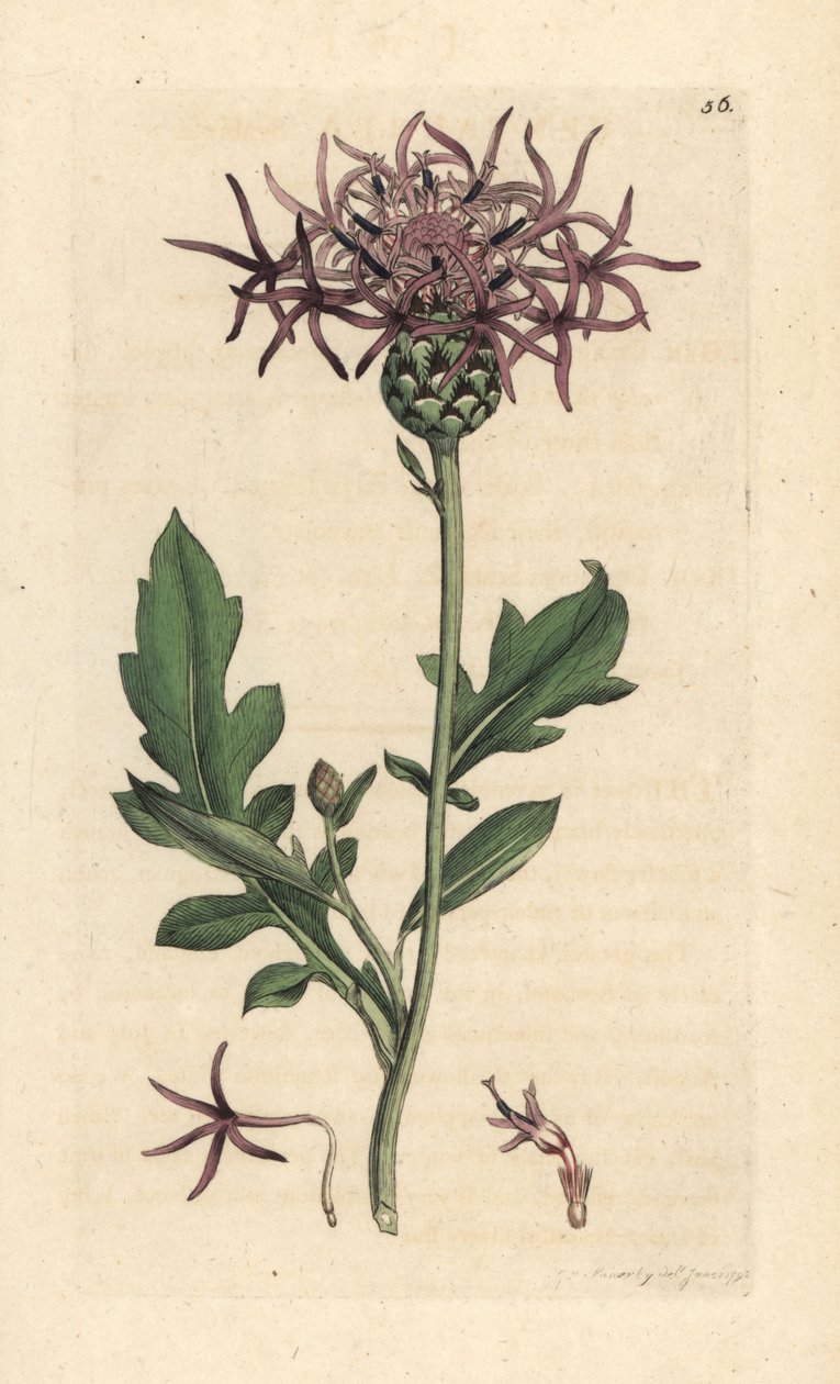 Større ransel, Centaurea scabiosa (Centauree scabieuse) Håndfarget kobberstikk etter en illustrasjon av James Sowerby fra James Smith's English Botany, London av James Sowerby