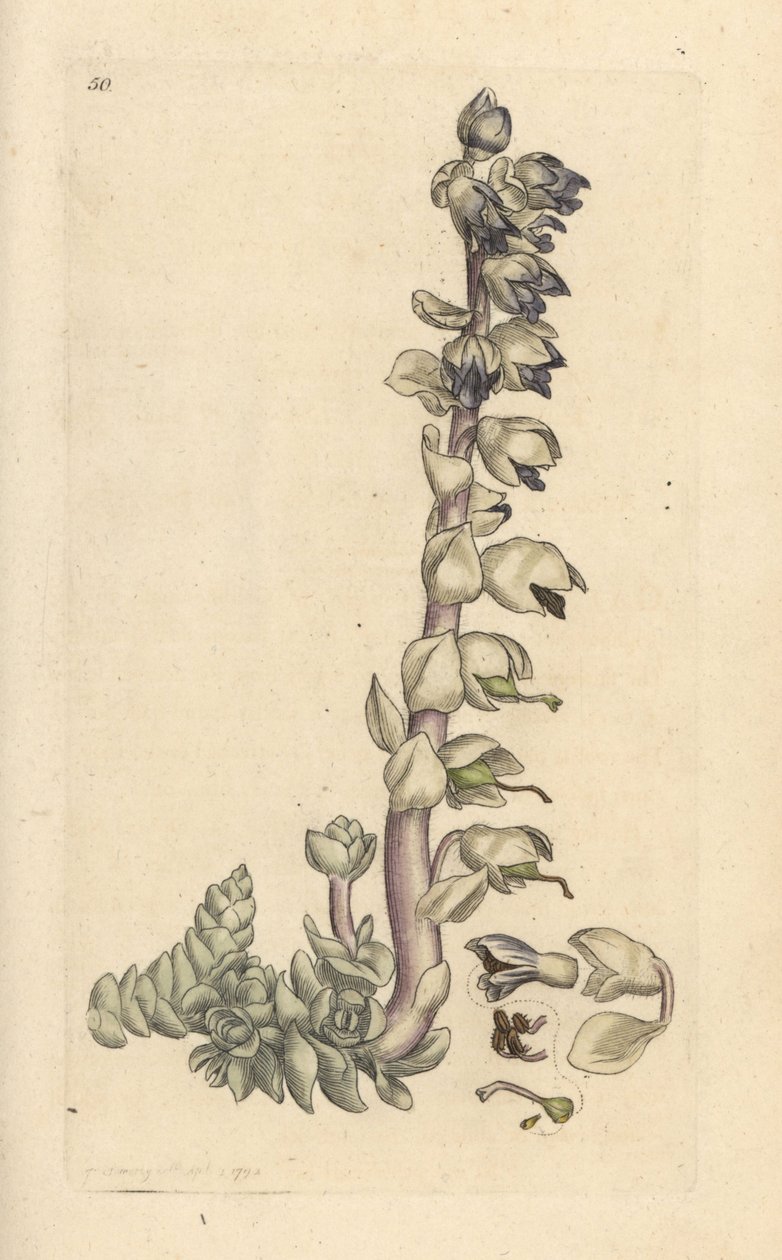 Større tannurt, Lathraea squamaria (Grande cardamine) Håndfarget kobberstikk etter en illustrasjon av James Sowerby fra James Smith's English Botany, London av James Sowerby