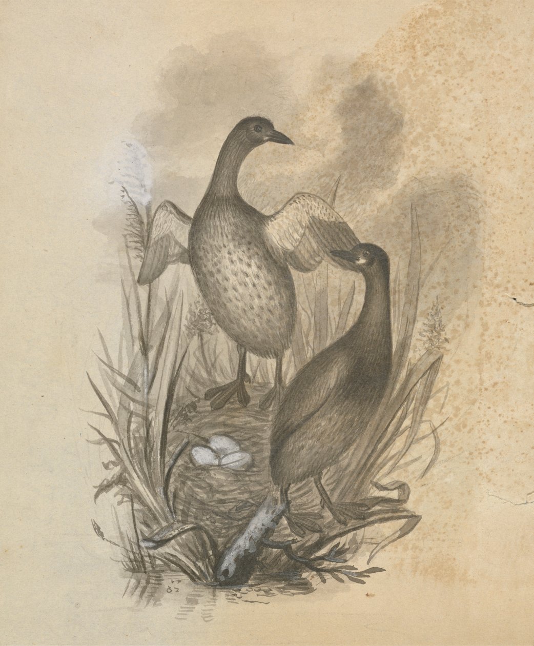 Grebes av James Sowerby