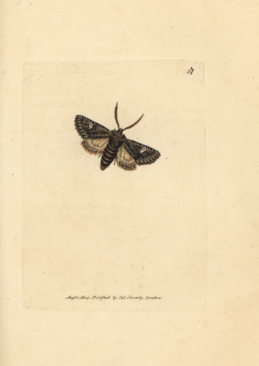 Grønnbrint prikket møll, Valeria oleagina (Phalaena Bombyx oleagina). Håndfarget kobberstikk av James Sowerby fra The British Miscellany, eller fargede figurer av nye, sjeldne eller lite kjente dyreemner. av James Sowerby