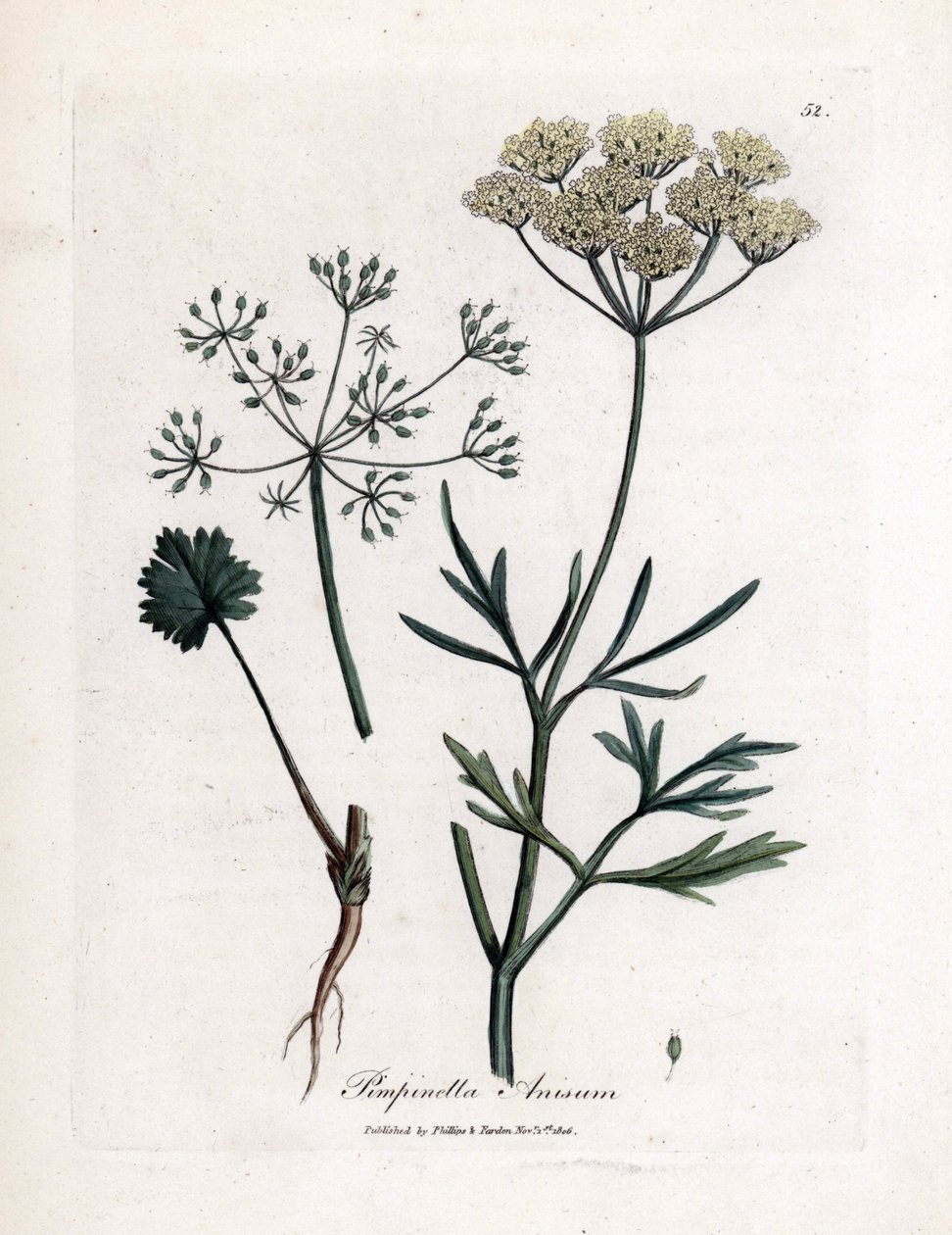 Grønn anis (Pimpinella anisum). Håndfarget kobbergravering fra en illustrasjon av James Sowerby. Utdrag fra boken til William Woodville og Sir William Jackson Hooker "" Botanique medicinale"" 1832. Den utrettelige Sowerby (1757-1822) tr av James Sowerby