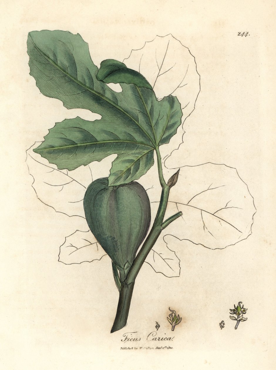 Grønn fiken, frukt, blader, bladomriss, Ficus carica av James Sowerby