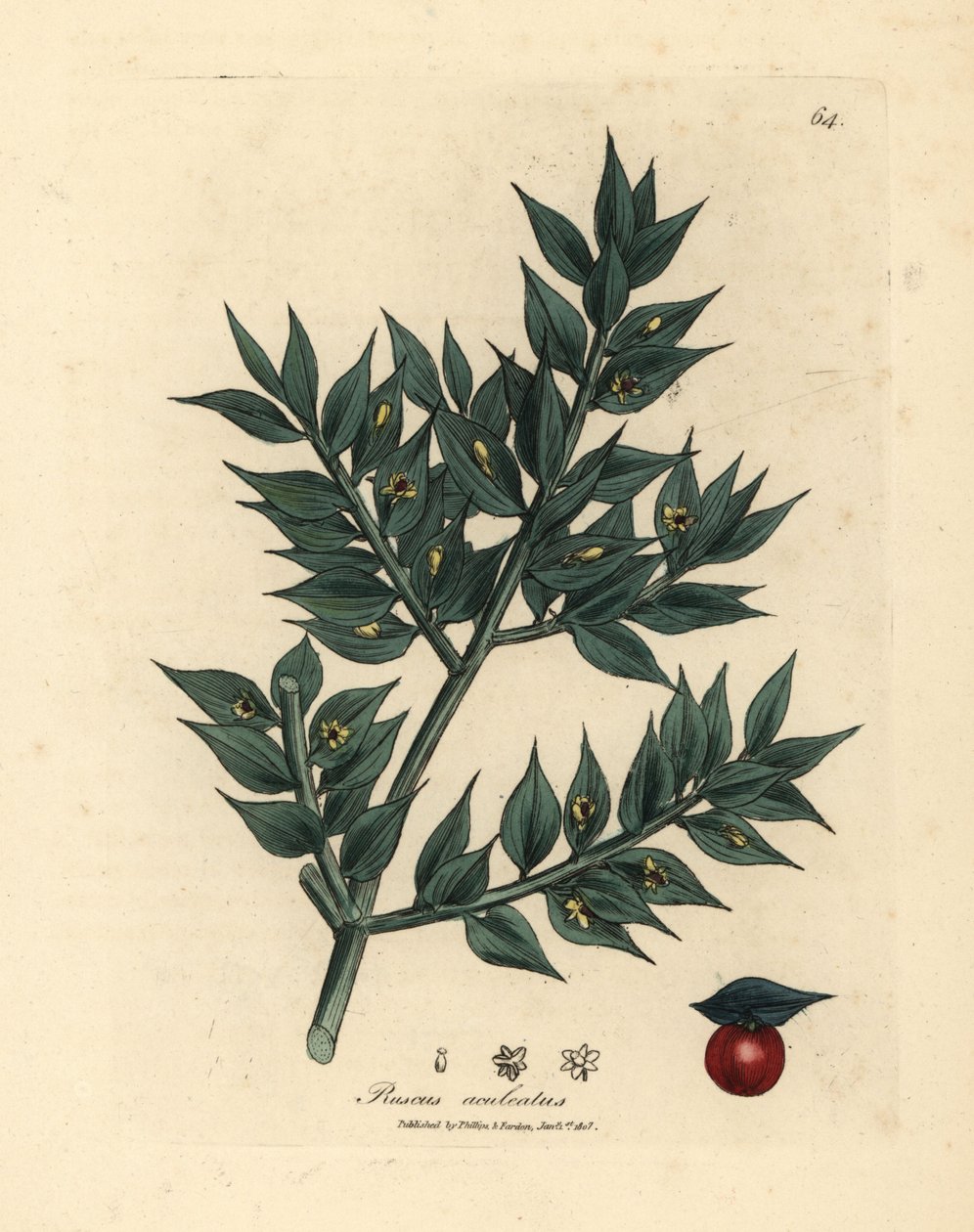 Grønnblomstret slakterkost, Ruscus aculeatus av James Sowerby