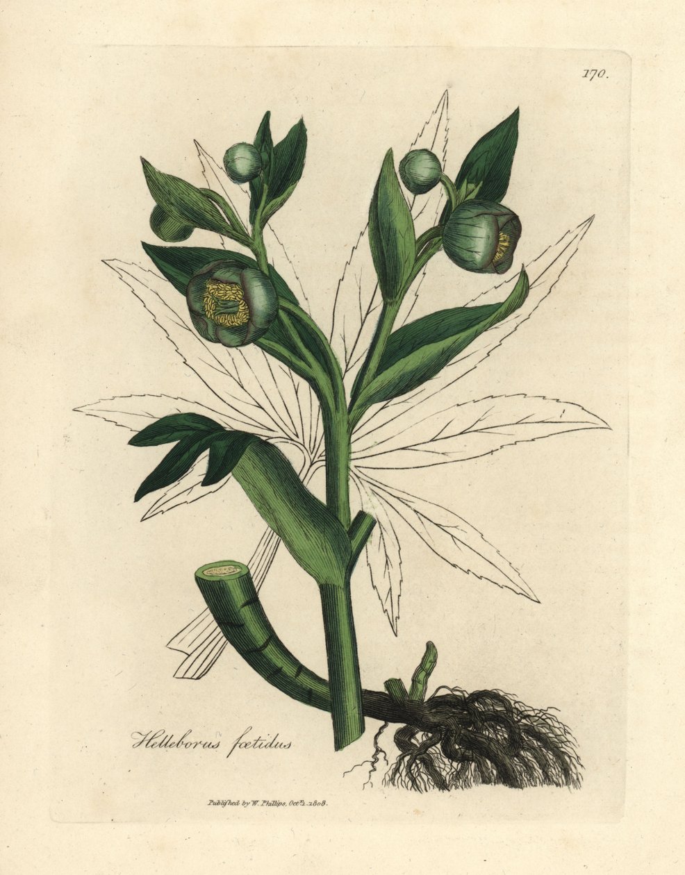Grønnblomstret stinkende hellebore eller bjørnefot, Helleborus foetidus av James Sowerby