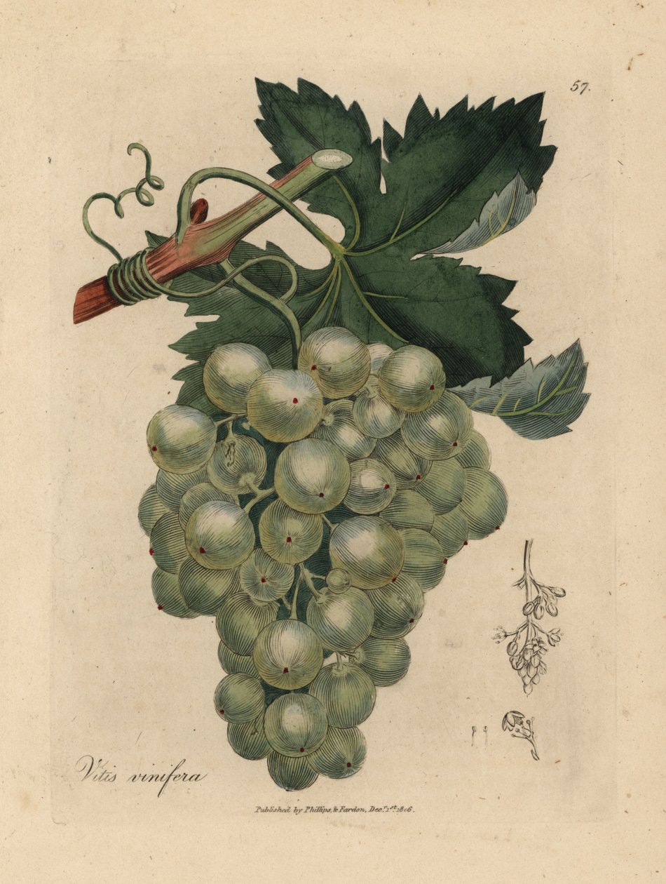 Grønne druer, vinranker og blader, Vitis vinifera av James Sowerby