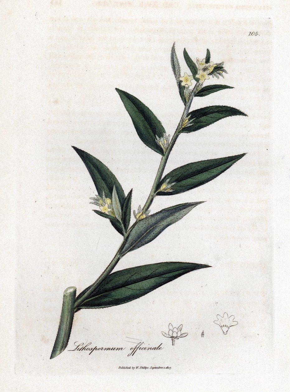 Gremil officinal eller perlegress - Gromwell, Lithospermum officinale. Håndfarget kobberstikk fra en botanisk illustrasjon av James Sowerby fra William Woodville og Sir William Jackson Hookers "" Medical Botany,"" John Bohn, London av James Sowerby