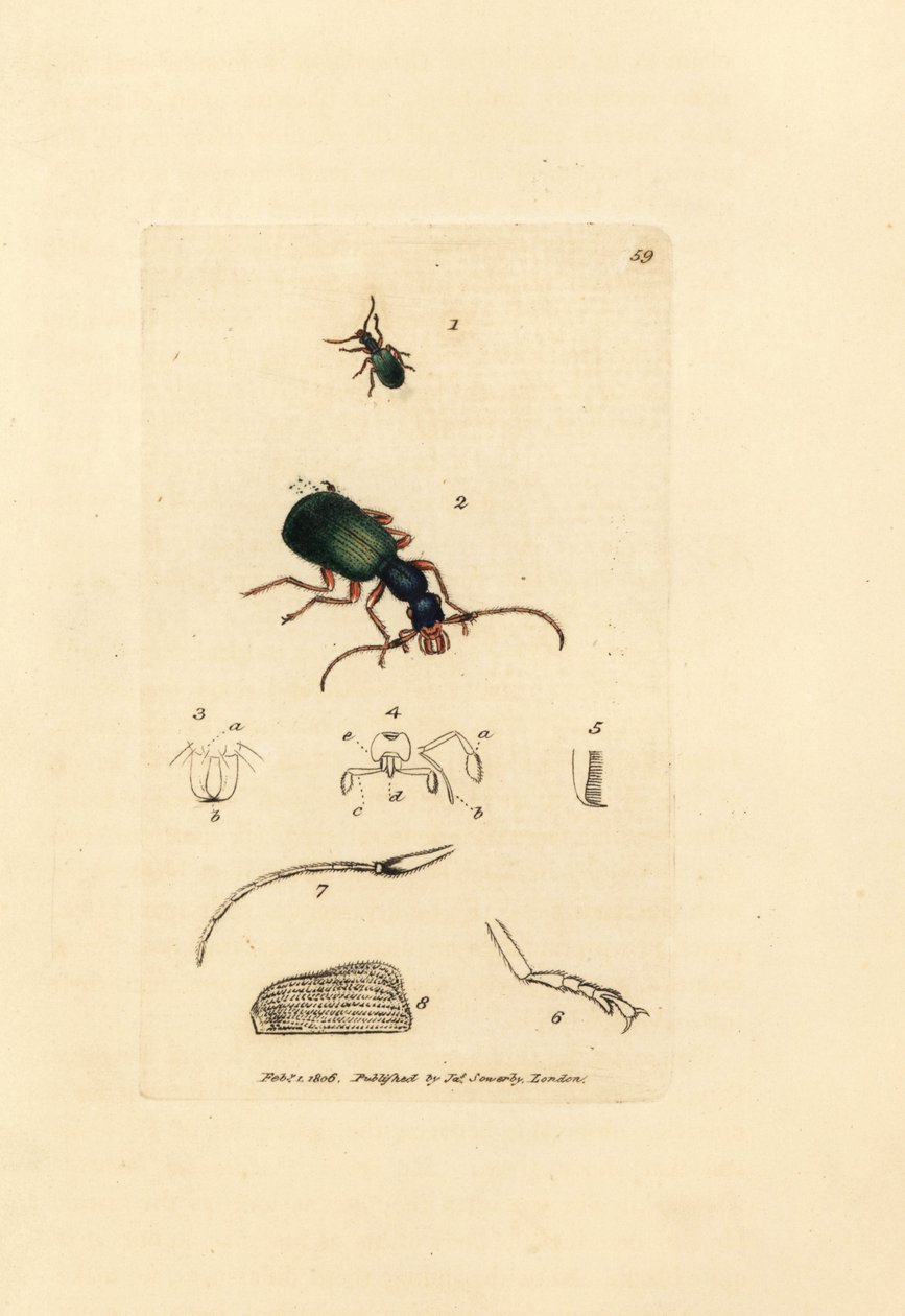 Jordbille, Drypta dentata (Gullmunnet karabus, Carabus chrysostomos). Håndfarget kobberstikk av James Sowerby fra The British Miscellany, eller fargede figurer av nye, sjeldne eller lite kjente dyreemner. av James Sowerby