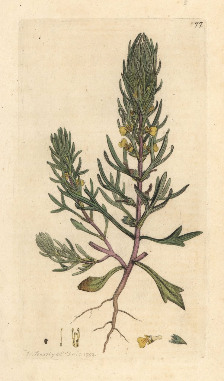 Malt furu, Ajuga chamaepitys (gran) Håndfarget kobberstikk etter en illustrasjon av James Sowerby fra James Smith's English Botany, London av James Sowerby