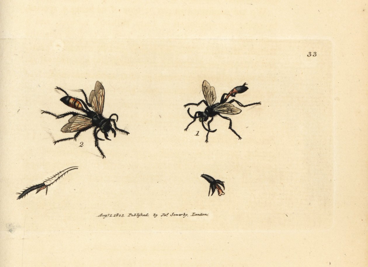 Hårete sandveps, Podalonia hirsuta (Ammophila hirsuta). Håndfarget kobberstikk av James Sowerby fra The British Miscellany, eller fargede figurer av nye, sjeldne eller lite kjente dyreemner. av James Sowerby