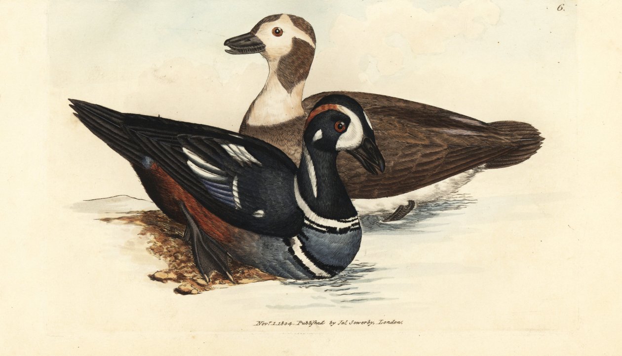 Harlekinand, Histrionicus histrionicus (Anas histrionica). Mann og kvinne. Håndfarget kobberstikk av James Sowerby fra The British Miscellany, eller fargede figurer av nye, sjeldne eller lite kjente dyreemner. av James Sowerby