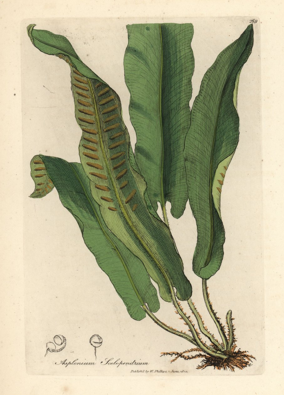 Harttungebregne, Asplenium scolopendrium av James Sowerby