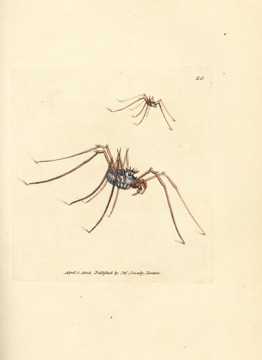 Harvestman edderkopp, Megabunus diadema. Håndfarget kobberstikk av James Sowerby fra The British Miscellany, eller fargede figurer av nye, sjeldne eller lite kjente dyreemner. av James Sowerby