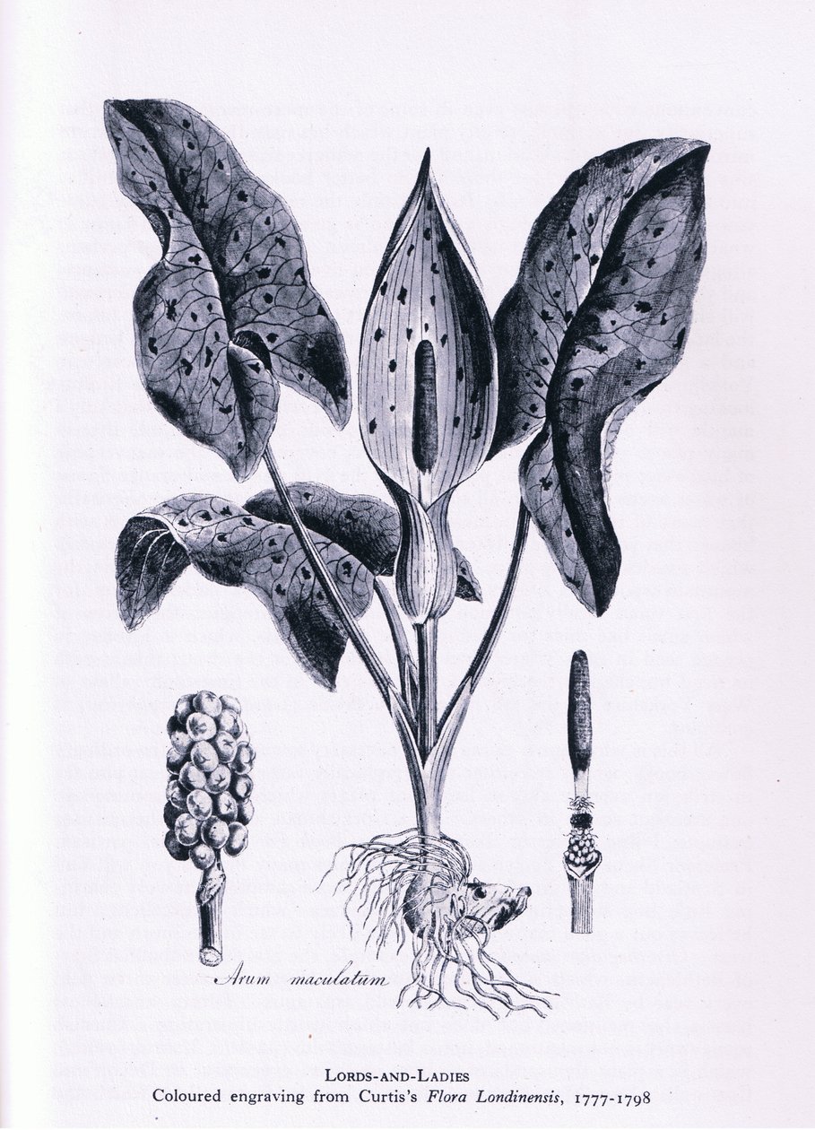 Herb Paris, Nature in Britain utgitt av Collins, 1946 av James Sowerby