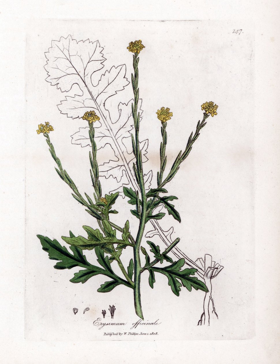 Urt med sangere eller gress av hekker eller velar - Hekk sennep, Erysium officinale. Håndfarget kobberstikk fra en botanisk illustrasjon av James Sowerby fra William Woodville og Sir William Jackson Hookers "" Medical Botany,"" John Boh av James Sowerby