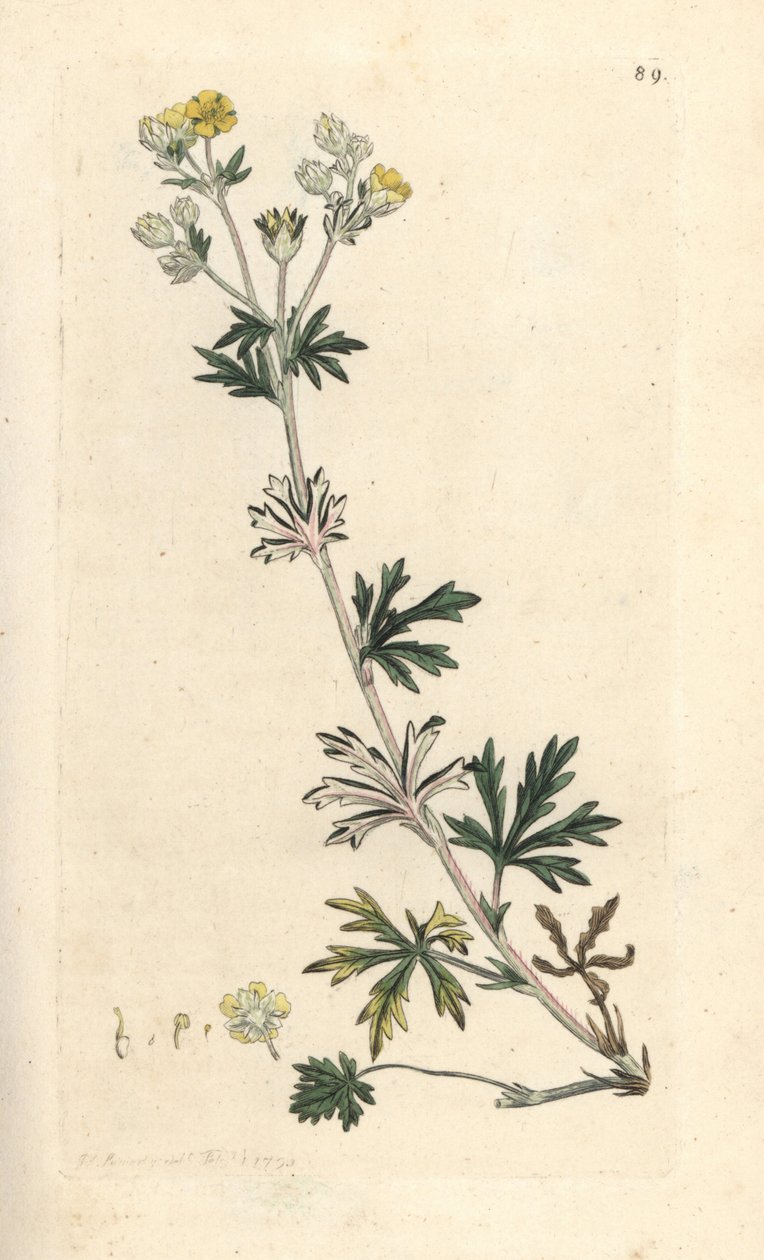 Hoary cinquefoil, Potentilla argentea (Cinquefoil) Håndfarget kobberstikk etter en illustrasjon av James Sowerby fra James Smith's English Botany, London av James Sowerby