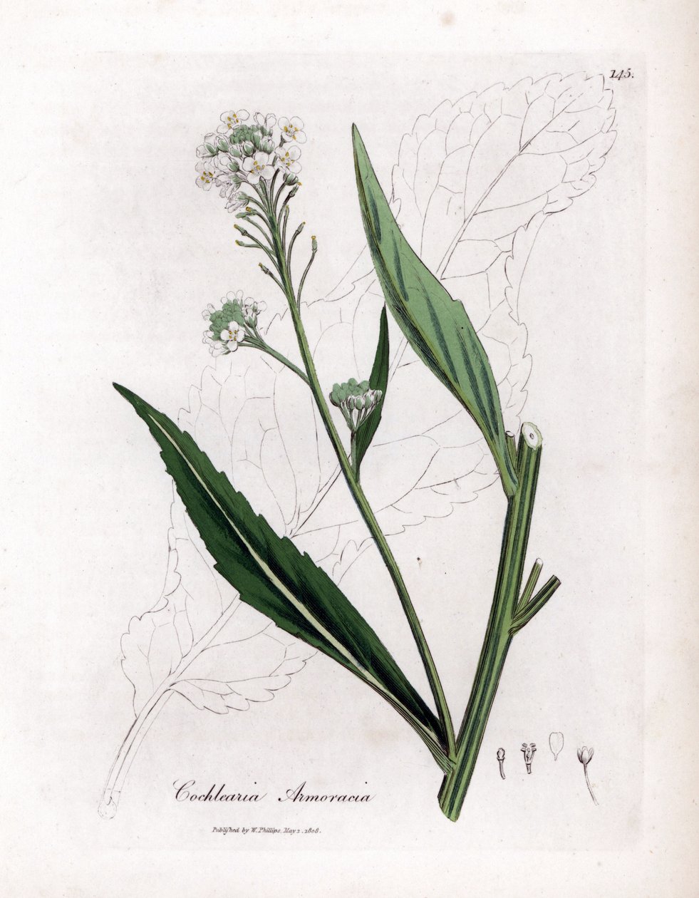 Pepperrot eller cranson - Pepperrot, Armoracia rusticana. Håndfarget kobberstikk fra en botanisk illustrasjon av James Sowerby fra William Woodville og Sir William Jackson Hookers "" Medical Botany,"" John Bohn, London av James Sowerby