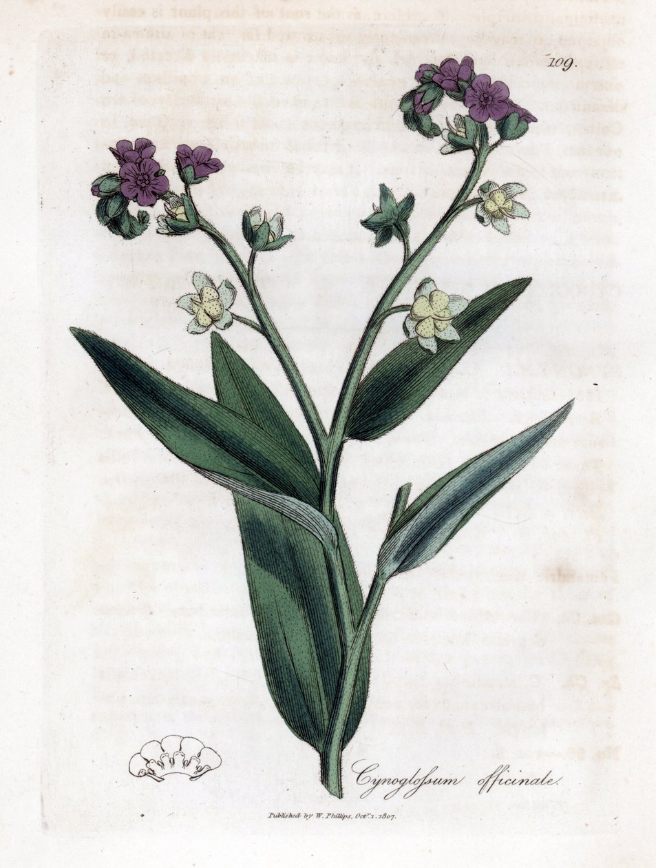 Hundens tunge, Cynoglossum officinale. Håndfarget kobberstikk fra en botanisk illustrasjon av James Sowerby fra William Woodville og Sir William Jackson Hookers "" Medical Botany,"" John Bohn, London av James Sowerby