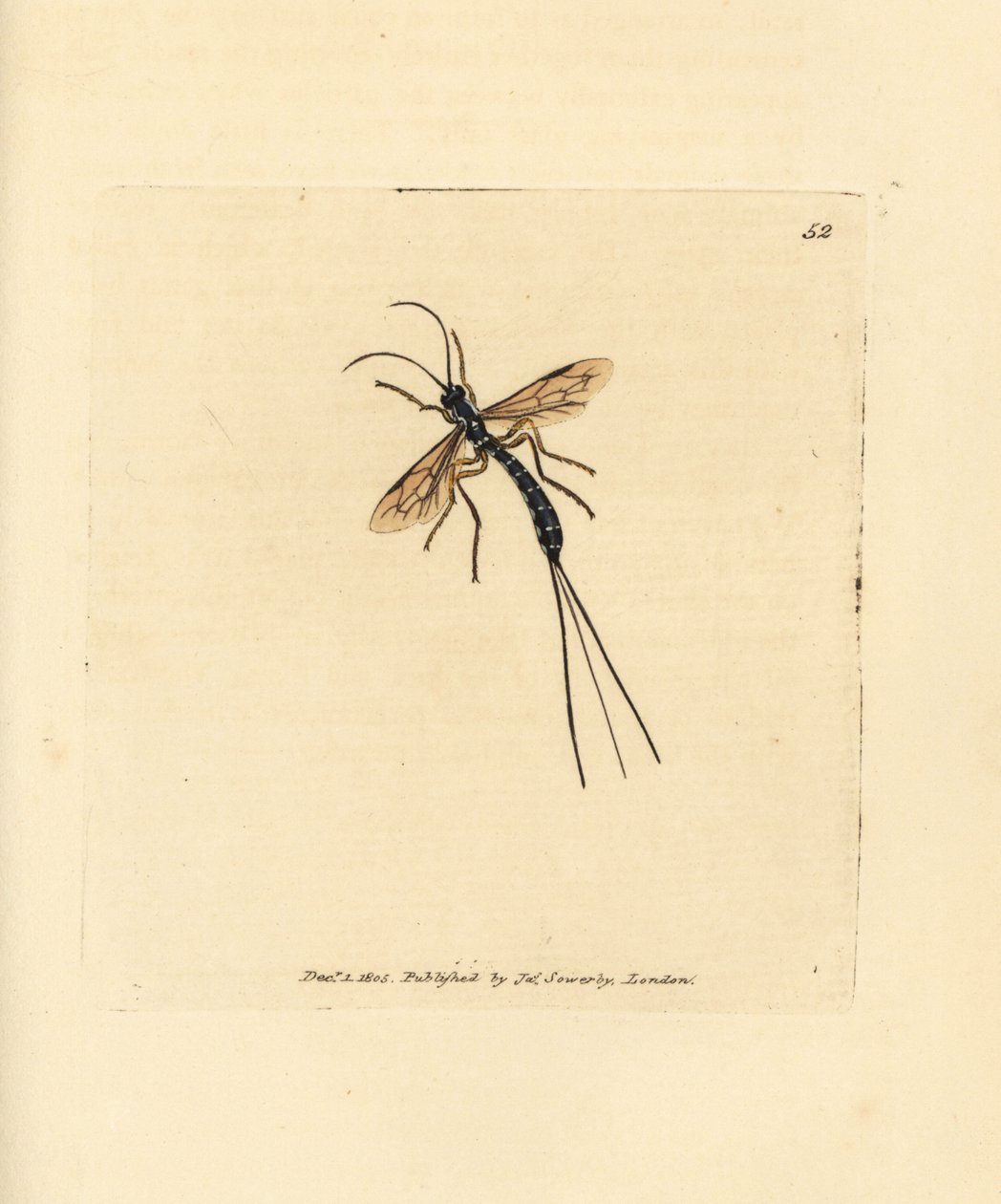 Ichneumon fly, Rhyssa persuasoria (Ichneumon persuasorius). Håndfarget kobberstikk av James Sowerby fra The British Miscellany, eller fargede figurer av nye, sjeldne eller lite kjente dyreemner. av James Sowerby