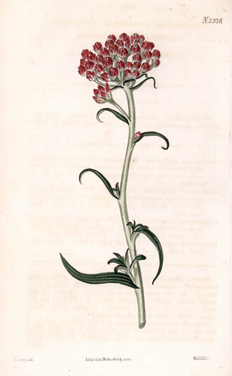 Immortelle-stjerne - Helichrysum stellatum (Kompaktblomstrende gnaphalium, Gnaphalium congestum). Håndfarget kobberstikk av Weddell etter en illustrasjon av James Sowerby fra Samuel Curtis' "" Botanical Magazine,"" London av James Sowerby