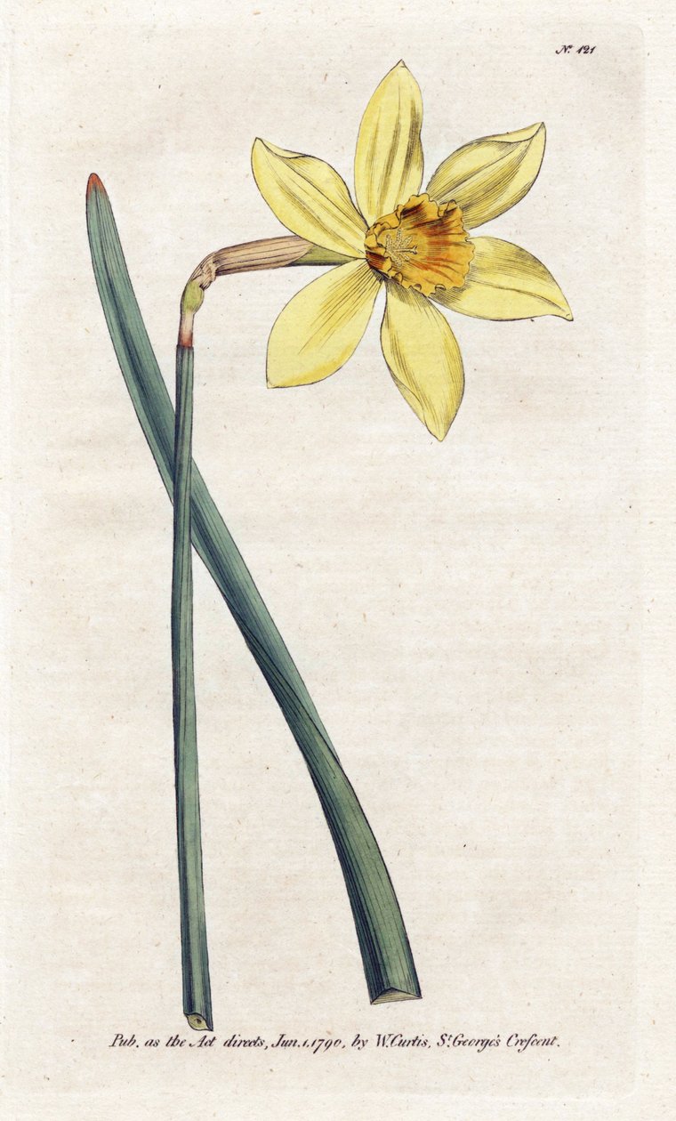 Incomparable Narcissus - Litografi av James Sowerby (1757-1822), fra William Curtis's Botanical Magazine (1746-1799) av James Sowerby