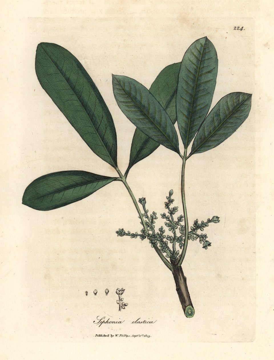 India gummitre, elastisk harpikstre, Siphonia elastica av James Sowerby