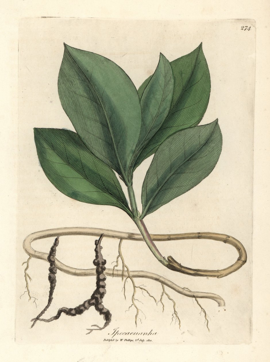Ipecacuan, Ipecacuanha av James Sowerby