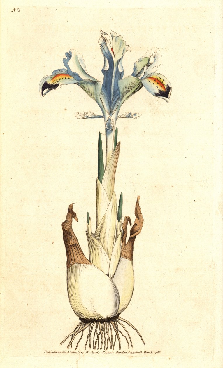 Iris (persisk rose) - Persisk iris, Iris persica. Håndfarget kobberstikk etter en botanisk illustrasjon av James Sowerby fra William Curtis' The Botanical Magazine, Lambeth Marsh, London av James Sowerby