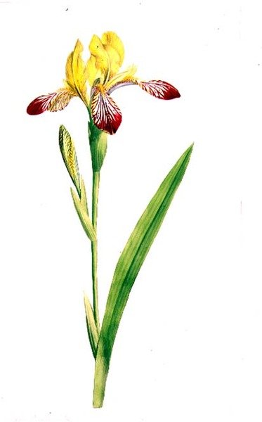 Iris Variegata, ca. 1800 (akvarell over blyant på papir) av James Sowerby