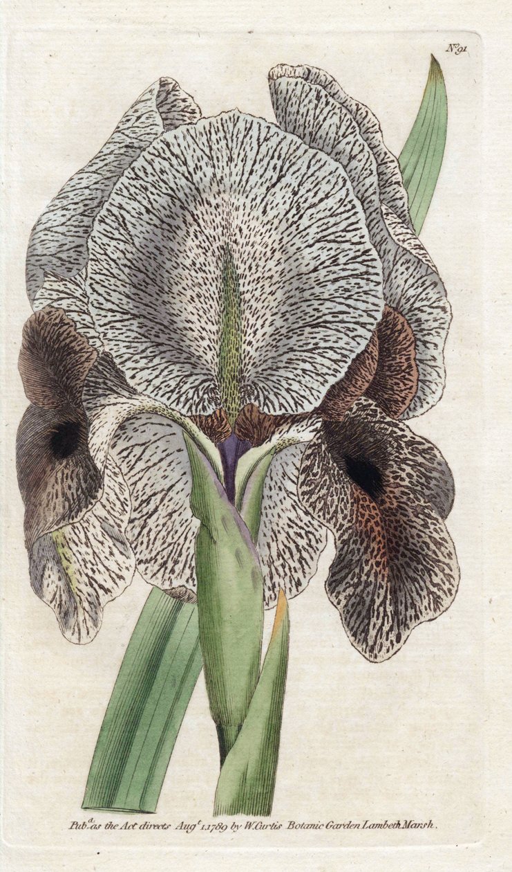 Iris de Charlcedoine eller Susa - Litografi av James Sowerby (1757-1822), fra Botanical Magazine of William Curtis (1746-1799) av James Sowerby