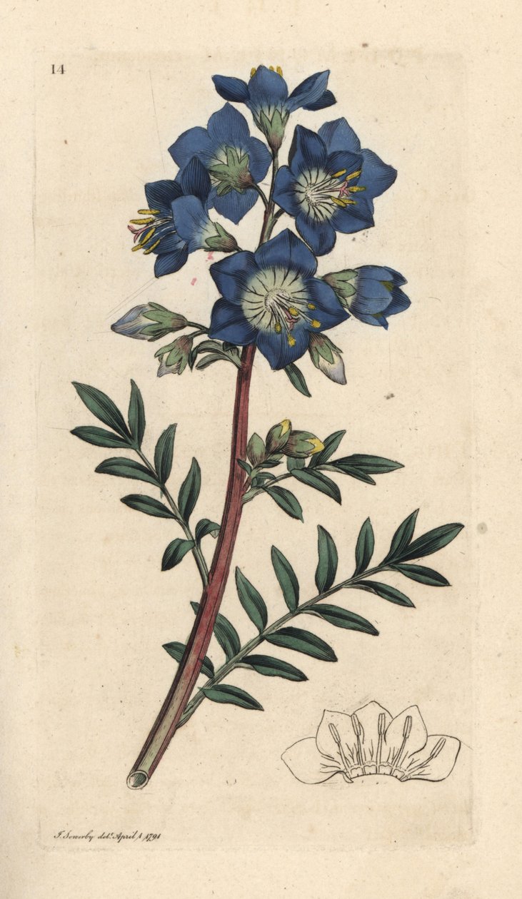 Jakobs stige eller gresk valerian, Polemonium caeruleum Håndfarget kobberstikk etter en illustrasjon av James Sowerby fra James Smith's English Botany, London av James Sowerby