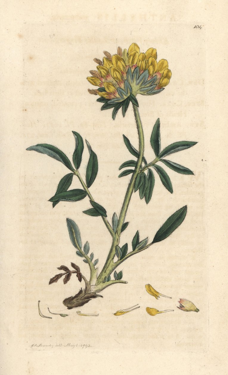 Nyrevikke eller damefinger, Anthyllis vulneraria (Anthyllide vulneraire) Håndfarget kobberstikk etter en illustrasjon av James Sowerby fra James Smith's English Botany, London av James Sowerby