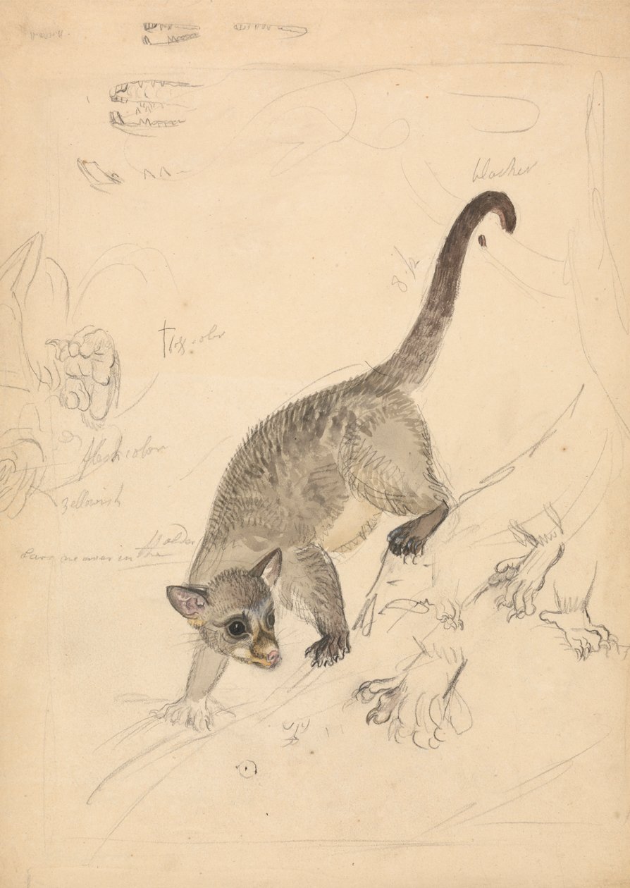 Kinkajou av James Sowerby