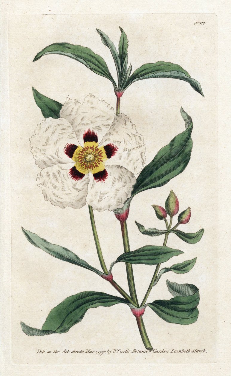 Ladanifere eller Ledon Cistus - Litografi av James Sowerby (1757-1822), fra Botanical Magazine av William Curtis (1746-1799) av James Sowerby