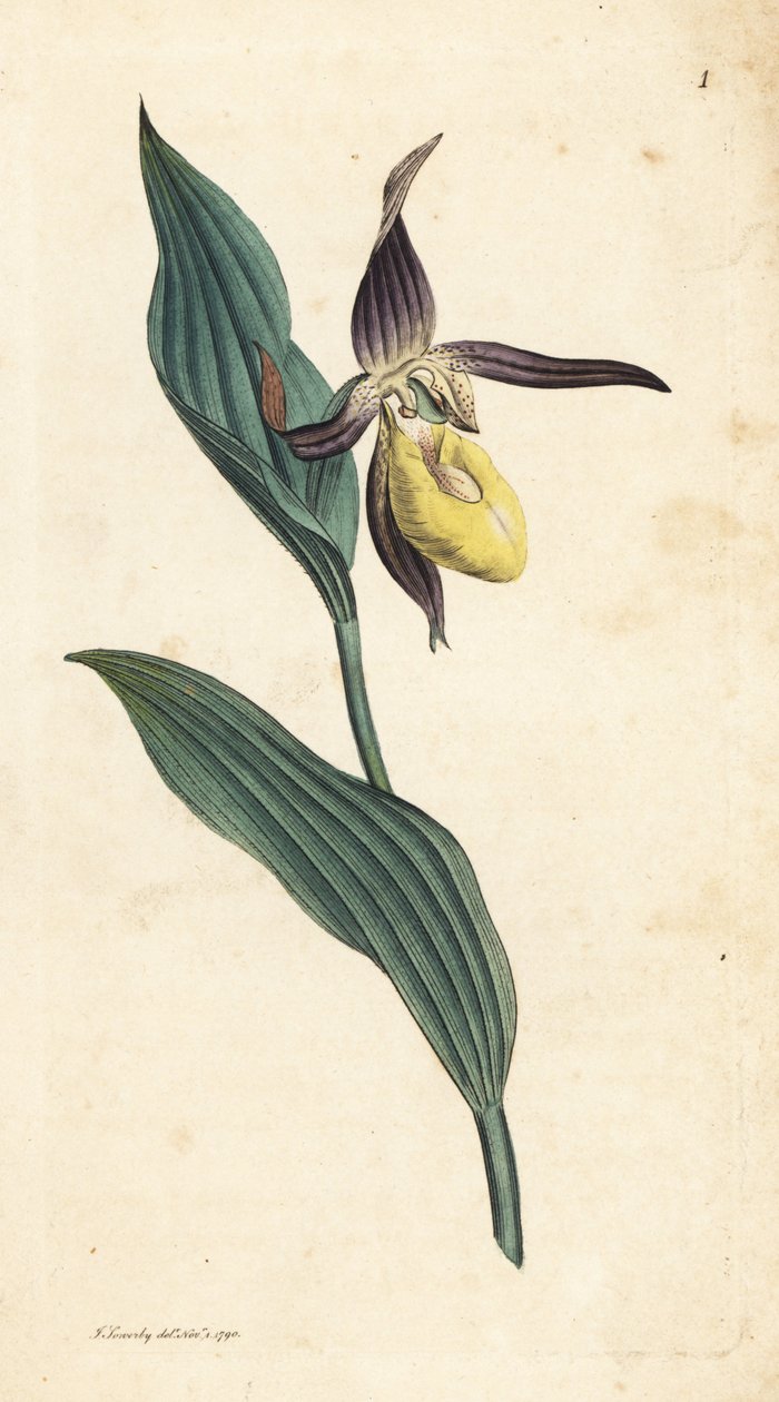 Dametøffelorkidé, Cypripedium calceolus. Håndfarget kobberstikk etter en illustrasjon av James Sowerby fra James Smith's English Botany, London av James Sowerby