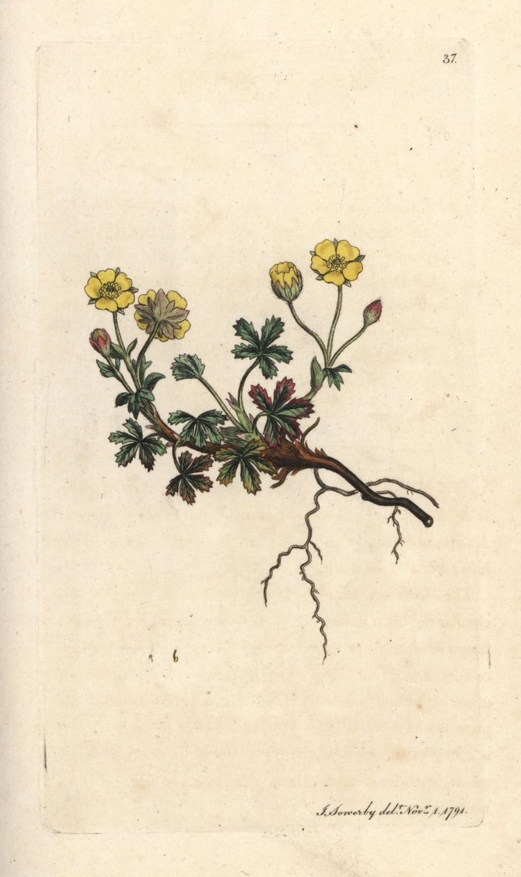 Storblomstret potentilla, Potentilla grandiflora (Spring cinquefoil, Potentilla verna) (cinquefoil) Håndfarget kobberstikk etter en illustrasjon av James Sowerby fra James Smith's English Botany, London av James Sowerby