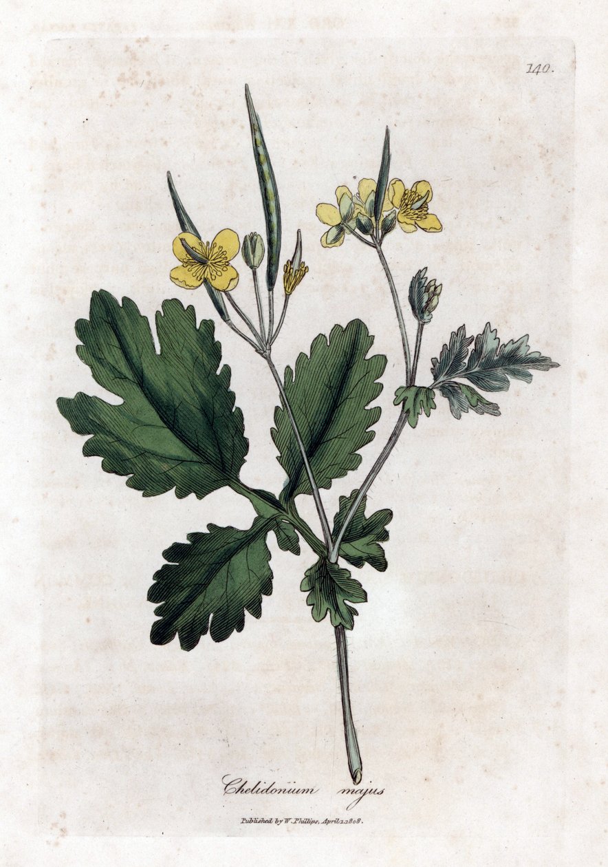 Stor chelidoin eller stor lys - Stor celandine, Chelidonium majus. Håndfarget kobberstikk fra en botanisk illustrasjon av James Sowerby fra William Woodville og Sir William Jackson Hookers "" Medical Botany,"" John Bohn, London av James Sowerby
