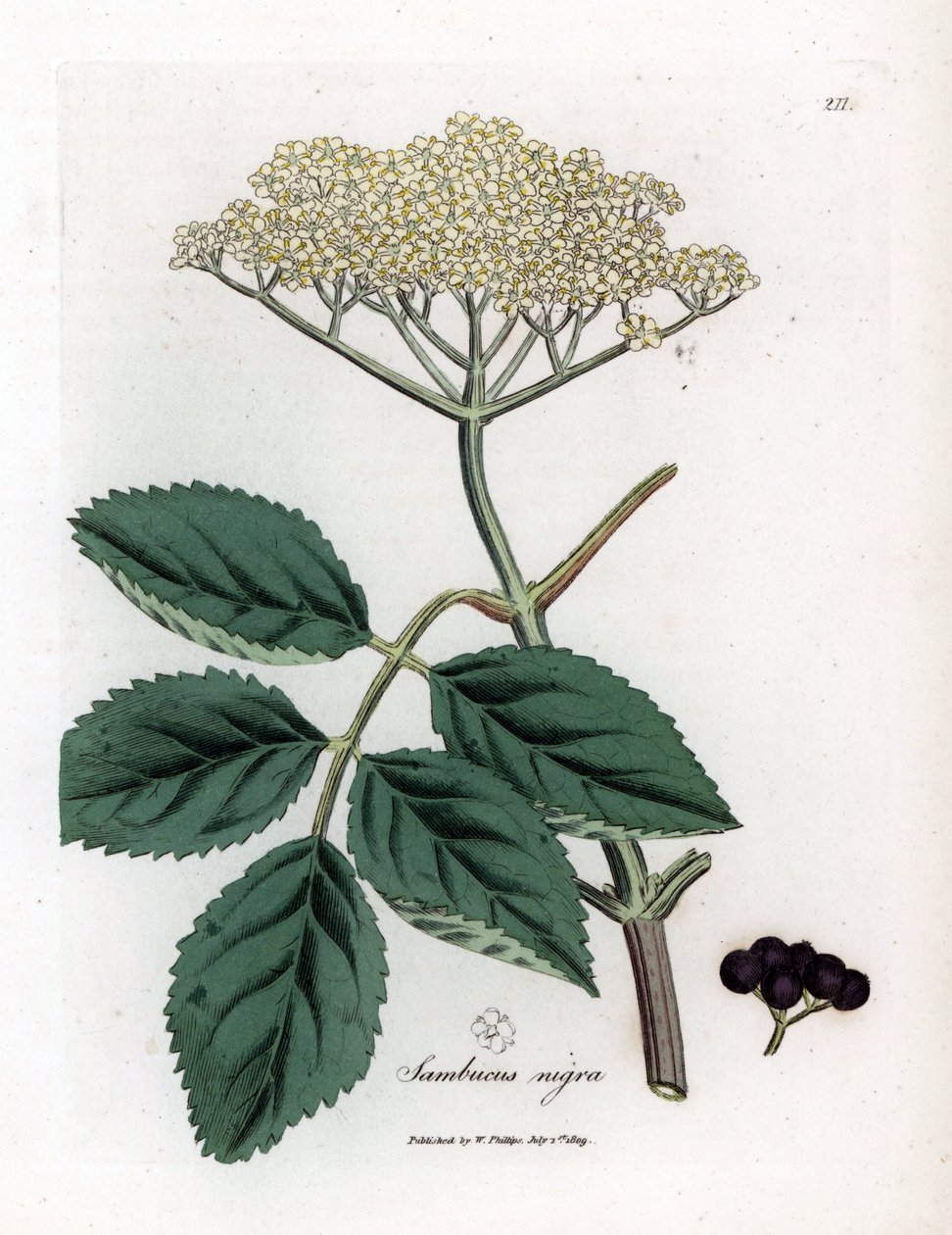 Stor hyllebær eller svart hyllebær - Vanlig svart hylletre, Sambucus nigra. Håndfarget kobberstikk fra en botanisk illustrasjon av James Sowerby fra William Woodville og Sir William Jackson Hookers "" Medical Botany,"" John Bohn, London av James Sowerby