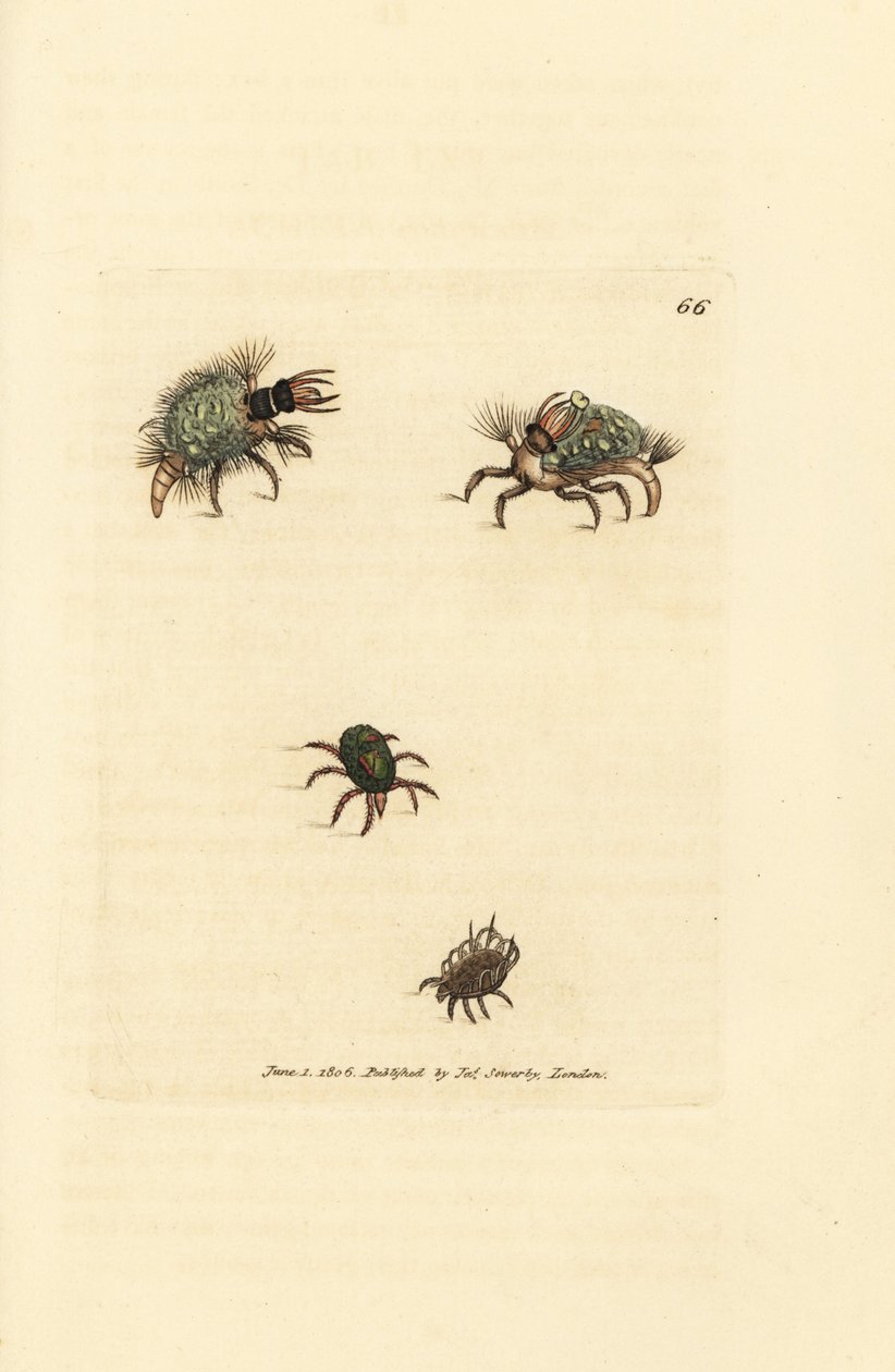 Larve av Hemerobius (snøringsvinge) kledd i lav, med midd, Acarus amictus og liten kurvmidd, Acarus corbicula. Håndfarget kobberstikk av James Sowerby fra The British Miscellany, eller fargede figurer av nye, sjeldne eller lite kjente ani av James Sowerby