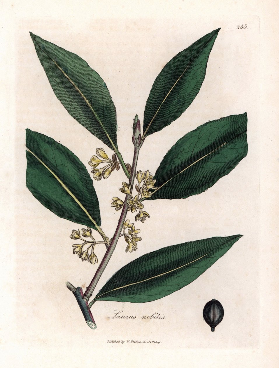 Laurier saus. Håndfarget kobberstikk fra en tegning av James Sowerby (1757-1822), i Botanique Medicinale av James Sowerby